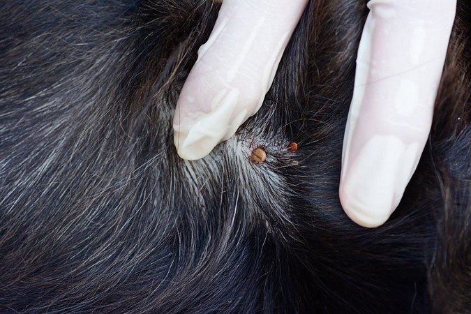 Apprenez à éliminer les parasites sans agresser la peau ou le pelage de votre chien