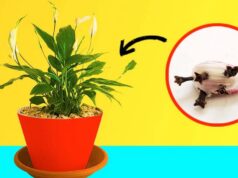 Mettre une gousse d'ail dans les pots de fleurs est une astuce judicieuse