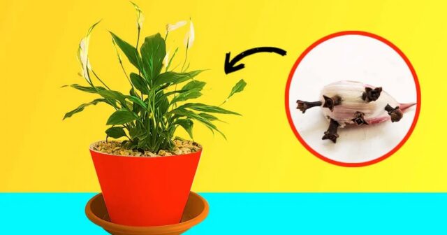 Mettre une gousse d'ail dans les pots de fleurs est une astuce judicieuse