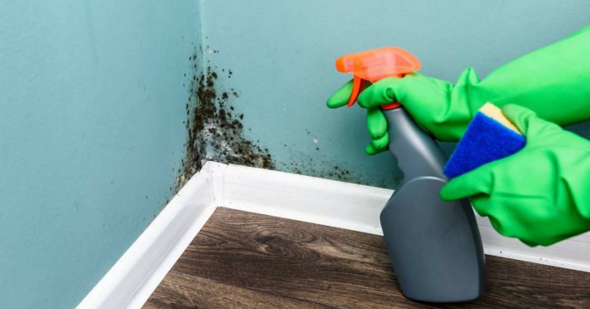 Une recette efficace de spray anti-moisissures avec seulement trois ingrédients Une recette efficace de spray anti-moisissures avec seulement trois ingrédients