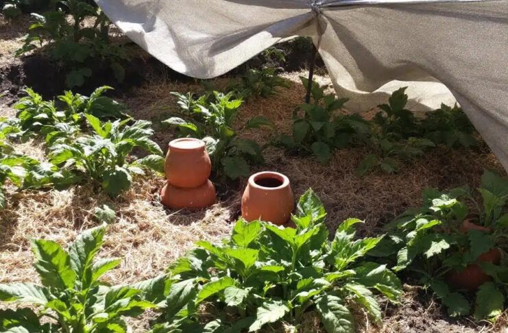 Canicule au potager : 4 conseils pratiques pour préserver vos récoltes et favoriser leur survie durant l’été